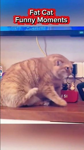 Fat Cat Funny Moments 😭🐱 | The Funniest Chonky Cats Ever