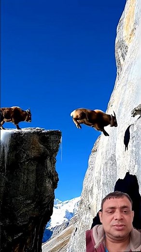 🐐 **UNBELIEVABLE** Ibex Makes Impossible Cliff Jump! **SHOCKING** Mountain Leap! #UltimateGoat