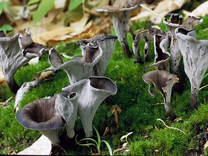 Craterellus fallax - Alchetron, The Free Social Encyclopedia