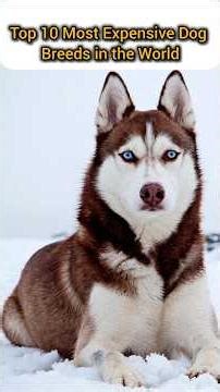 ‎Top 10 Most Expensive Dog Breeds in the World🌍#top10