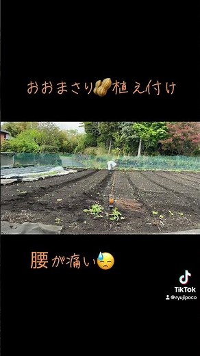 おおまさり🥜植え付け