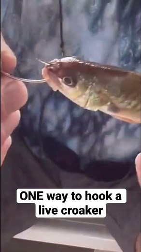 One way to hook a live croaker! (PART 1)