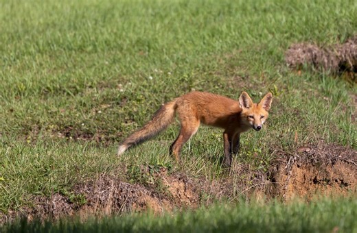 9.7K views · 113 reactions | Have you ever heard a blood-curdling scream in the woods at night? It might send chills down your spine... but it's not a ghost! It's most likely just a red fox - their high-pitched calls can sound eerily human in the dark. What spooky forest sight will we uncover tomorrow? Give us a follow so you don't miss out! | Mississippi Department of Wildlife, Fisheries, and Parks | Facebook