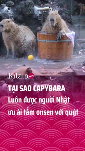 Capybara Tắm Onsen Với Quýt Nhật: Sự Thư Giãn Tuyệt Vời