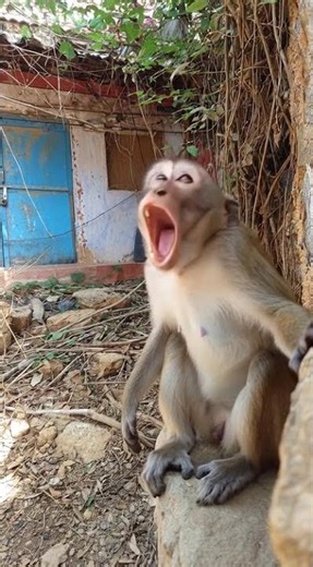 Funny Monkey Moment Meme 😂🐒 | Hilarious Comedy Short