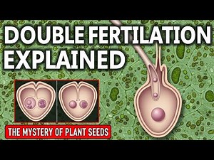 #double fertilization # class12 #neet