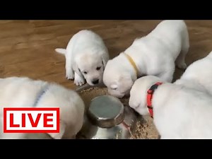 LIVE STREAM Puppy Cam! - Cutest Lab Puppies Enjoying their Play Room