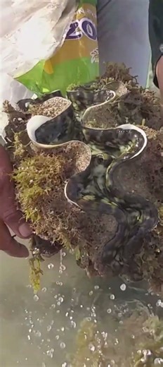 Kima Kerang Raksasa | Filter Air Laut