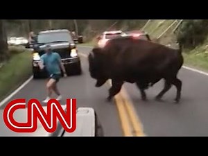 Man taunts charging bison