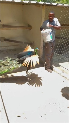 Why is raising a peacock more difficult than raising any other animal? #shorts