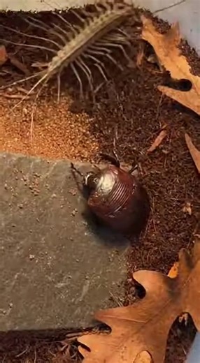 House Centipede Battles Desert Beetle: Nature's Raw Duel