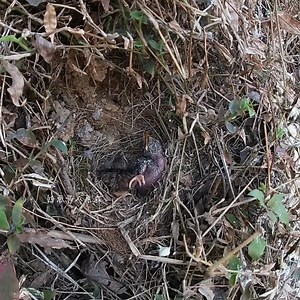 354K views · 5.3K reactions | Two little birds have left the nest, leaving the lonely cuckoo behind | Review All Birds | Facebook