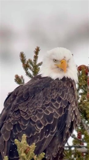 Bald Eagle Sits on Pine Tree in Yellow Stone National Park