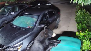 Ana was about to go to sleep and then she got a surprising notification. Not one but two bears were caught on her Ring. | Ring