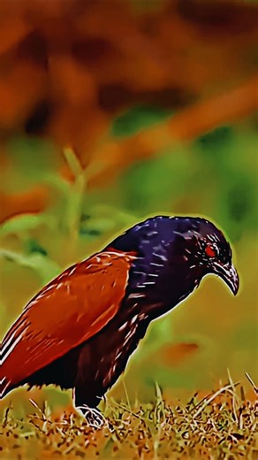 Wonderful Sounds of Beautiful Creatures 🐦✨ #animals #wildlifeentertainment #facts