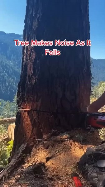 Surprising Tree Falls Noise and Location Revealed