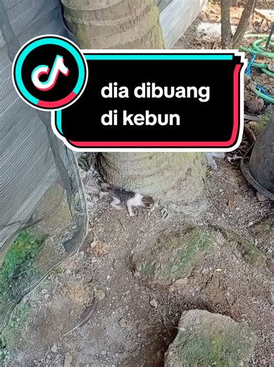 sebenarnya aku takut bawa bayi ini, takut aku gak bisa merawatnya. takut dia g bisa survive, karena baru beberapa hari yg lalu bayi-bayi kucing yg aku rescue pada meninggal. aku takut gagal lagi🥹, tapi kalau gak aku bawa diapun gak bakalan bisa survive. bismillah aku rawat dia semampuku. di rumah masih ada susu, kardus, selimut hangat dan balllamp. semoga dia bisa survive. jujur aku takut gagal 🥹#kucingrescue #bayikucing #kucingterlantar #kitten #catlover