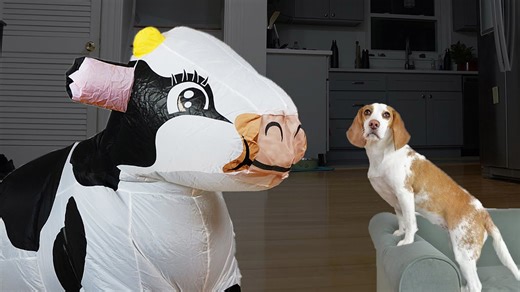 Puppy vs giant cow: Funny indie battles massive cows prank