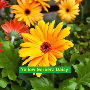 200 Yellow Gerbera Daisy Seeds, Bright Large Blooms, Perennial Flower for Garden & Pots - Etsy