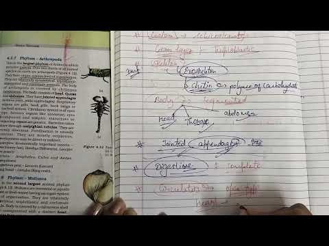 Phylum Arthropoda | class-11 NCERT explanation