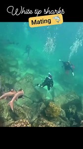29K views · 237 reactions |  Rare and raw moment in nature! 麗❤️ Witness this incredible behavior as two *white tip reef sharks* engage in a rarely seen mating ritual. A reminder of how wild and mysterious the ocean truly is. #sharks #Mating #MarineLife #UnderwaterWorld #sharkweek #ScubaDiving #OceanWildlife #DiveLife #reelsviralシfb | Red Sea Diving | Facebook