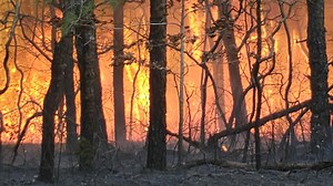 How a forest fire develops