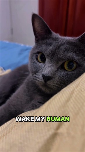 Your Cat Isn't Waking You Up For Food — Here's Why #shorts