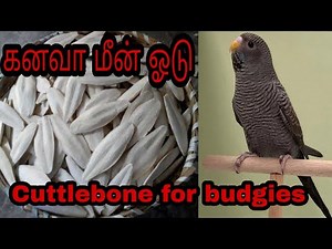 cuttlefish bone for budgies | cuttlebone for love birds | cuttlebone for budgies breeding process |