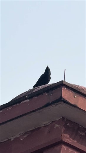 Real voice/calls of common Raven #ravens #crow #ytshortsindia #ytshorts #ytviral #viralshort #birds