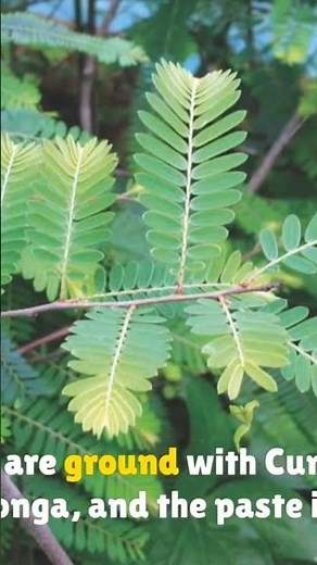 Phyllanthus Emblica: uses of skin disease