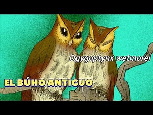 Everything about Ogygoptynx wetmorei