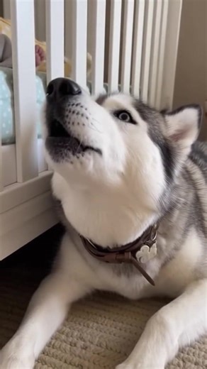 228K views · 10K reactions | 殺殺 | RED2 | Facebook