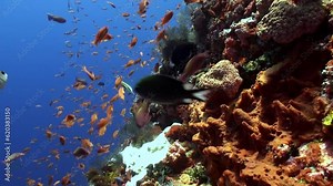 Underwater ballet of school of fish in vibrant world of Bali. Underwater realm of Bali unveils captivating sight of fish moving in perfect synchronization.