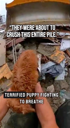 "Bulldozer Almost Crushed This Puppy… Until He Ran In"💔 #animals #rescuelove #dogrescue
