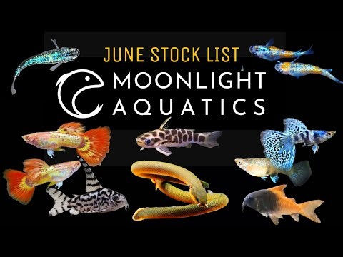 Exploring The Epic New & Rare Fish Imports at Moonlight Aquatics: The June 2026 Stock List!