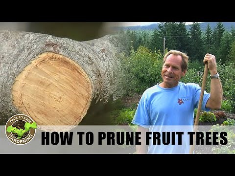 Back to Eden Gardening - How To Prune Fruit Trees for Maximum Production with Arborist Paul Gautschi