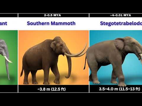 Elephants Ranked by Size: From Tiny Ancestors to Giant Titans