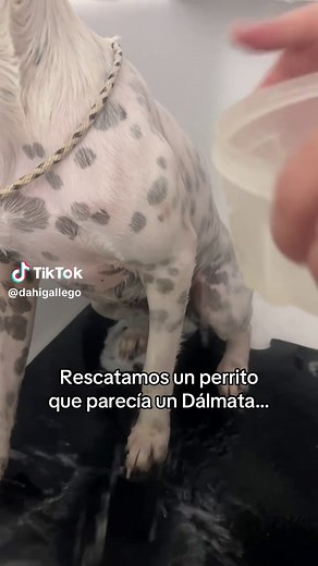 Brisa, la perrita mitad Dálmata rescatada