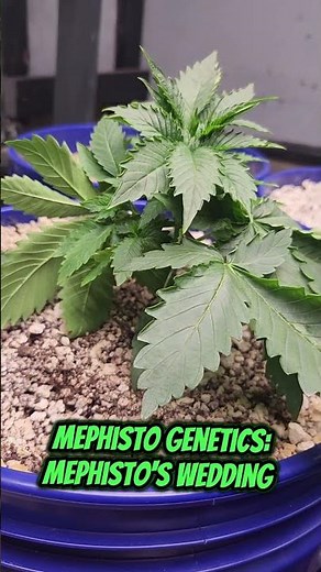 5 Plant Autoflower Basement Grow | Night Owl, Mephisto & Masonic Seeds | Day 22 Update