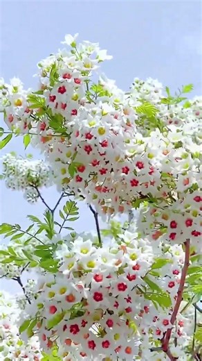 #amazing #flowers #beautifulflower #flower #shorts#beautifulnaturalflowers #nature#gardentour