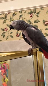 Waving like crazy! #wavehello #wavebyebye #wave #waving #wavingdance #parrotwaving #crazywave #birdvideos #einsteinparrot #parrots #africangreyparrot #talkingparrots #talkingbird | Einstein the Talking Texan Parrot
