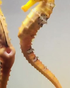 1.5M views · 12K reactions | Watch the hole (brood pouch) close -...