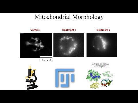 3D Mitochondria Analysis Using ImageJ: (Part1)