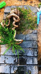 Bonsai techniques, let's learn together. | Bonsai TV