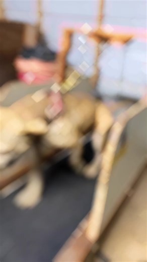 Understanding American Pit Bull Terriers and Their Traits