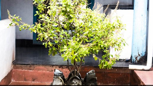 कब लगाना चाहिए तुलसी का पौधा, यहां जान लीजिए सही समय