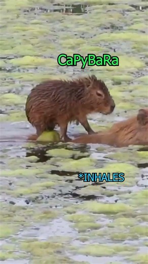Capybara Song Needs To Start Paying Rent In My Head 🐹💅
