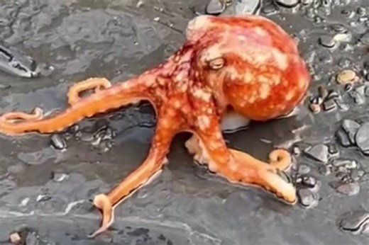 Fossil hunters capture rare video of octopus giving 'back off' warning on Whitby beach