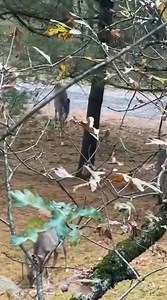 3.7M views · 31K reactions | Next camo pattern? : @huntingrifle #Whitetail #Outdoors #FieldandStream | Field & Stream | Facebook