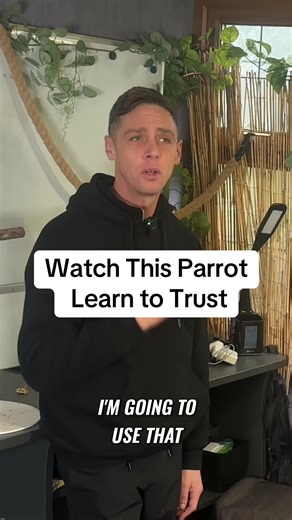 Train Your Parrot with Positive Reinforcement Techniques